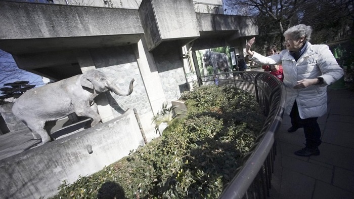 Elderly elephant that Vancouver woman stood by dies in Tokyo zoo at 69